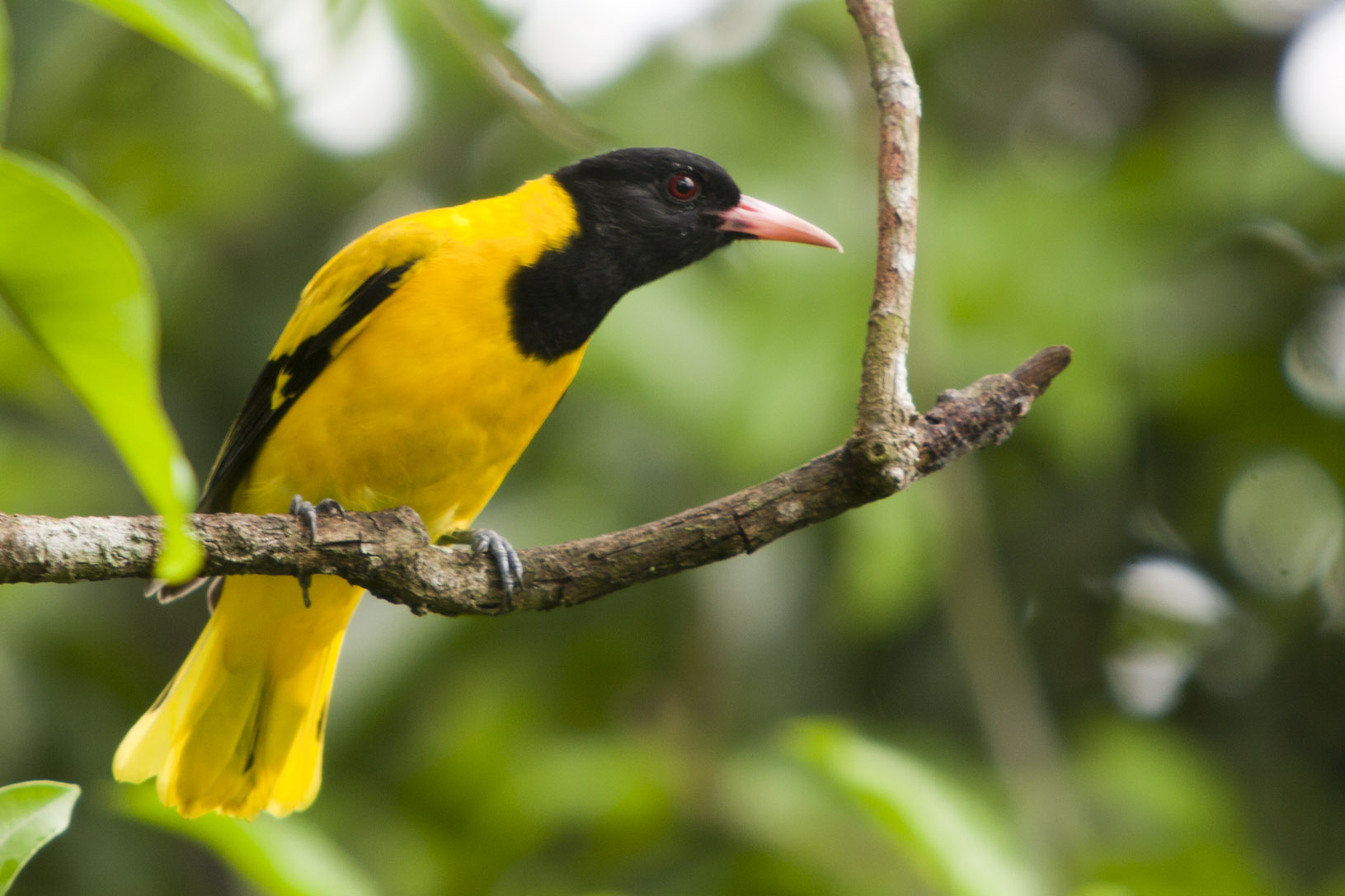 Black-hooded oriole